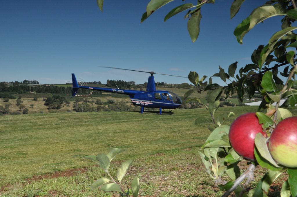 R44 with apple tree borradells